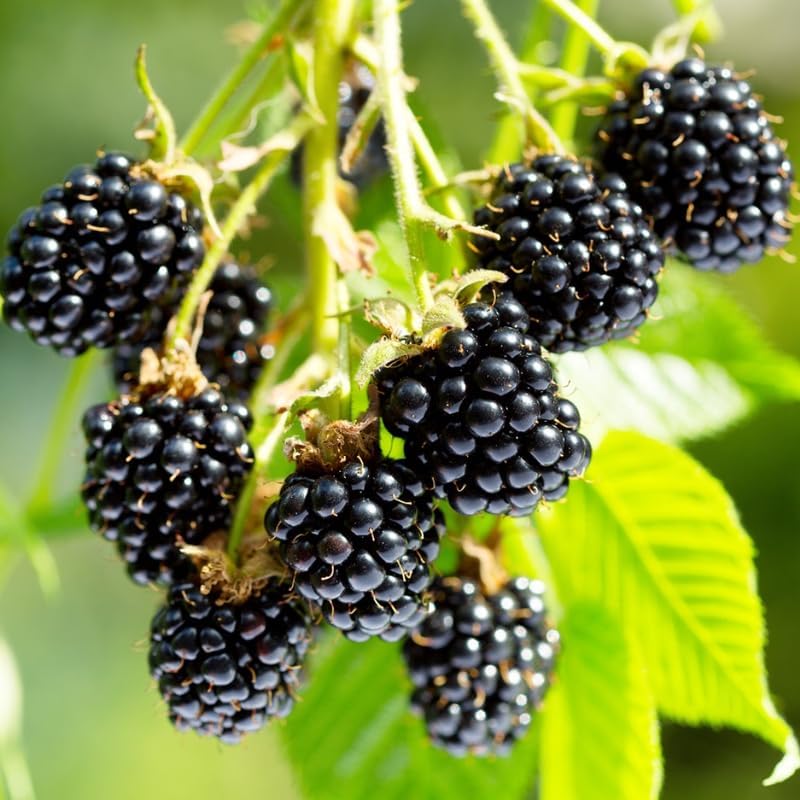 2 Chester BlackBerry Plants Live, Thornless Fruit Berry Tree, 5-8" Tall by GardenNurserySince1996