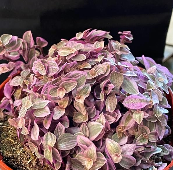 Pink Wandering Jew Live Plant, Tradescantia Outdoor Ground Cover Vibrant Variegated Callisia Repens Turtle Vine 2" Pot - Image 5