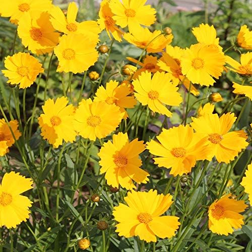 Outsidepride Lance-leaved Coreopsis Seeds - 1/4 lb. Perennial, Humidity & Drought Tolerant Flower Seeds for Planting Clumping Vibrant Golden Blooms, Ideal for Xeriscaping and Low Maintenance Gardens - Image 7