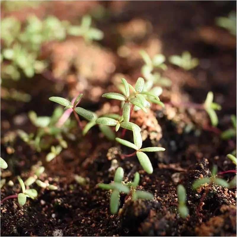 20,000+ Moss Rose Seeds (Portulaca Grandiflora) - Mixed Color Perennial Ground Cover, Non-GMO, Heirloom, Vibrant Blooms for Garden Beds, Outdoor Planting & Garden Beautification - Image 6