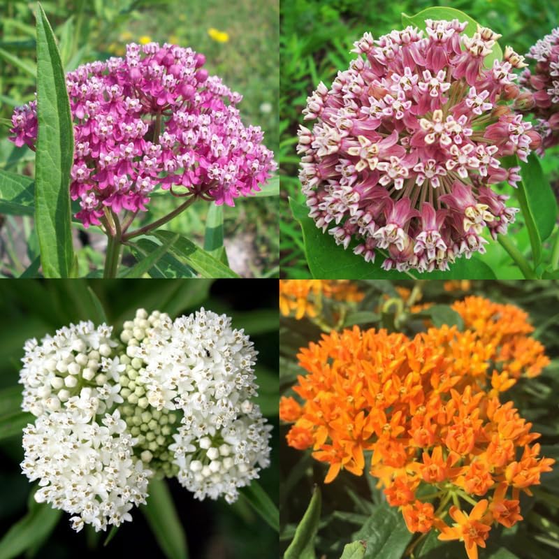 3 Mix Butterfly Milkweed Plants, 4-8" Tall Asclepias Tuberosa Plants - Image 7