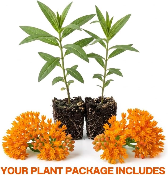 2 Orange Milkweed Live Plants, 3-6 Inch Tall - Image 2