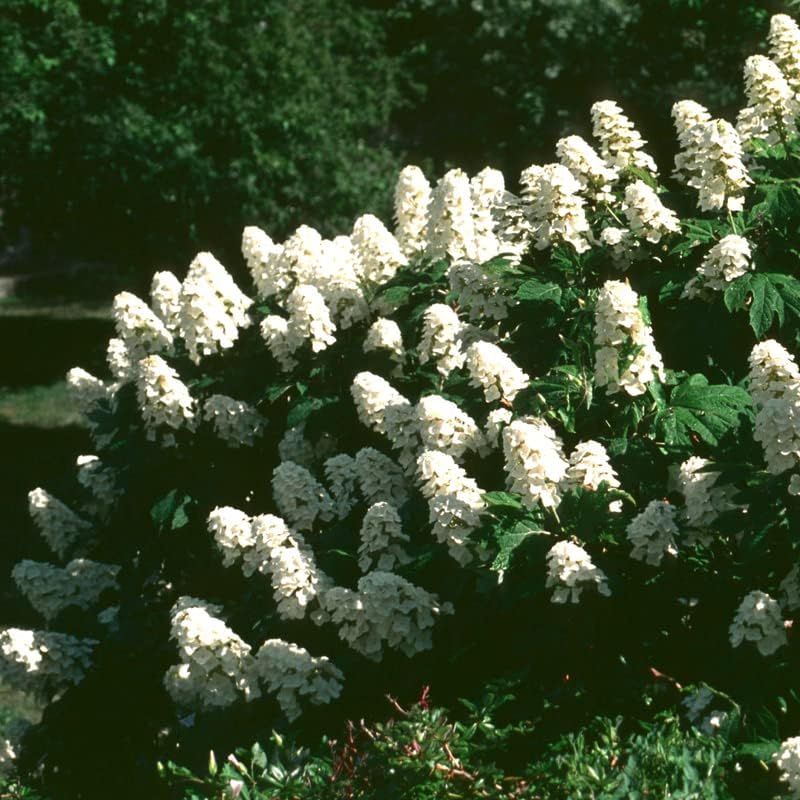White Oakleaf Hydrangea Live Plant, 4" Pot, 6-12 Inch Tall by PlantsSeedsBulbs