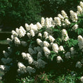 White Oakleaf Hydrangea Live Plant, 4" Pot, 6-12 Inch Tall by PlantsSeedsBulbs
