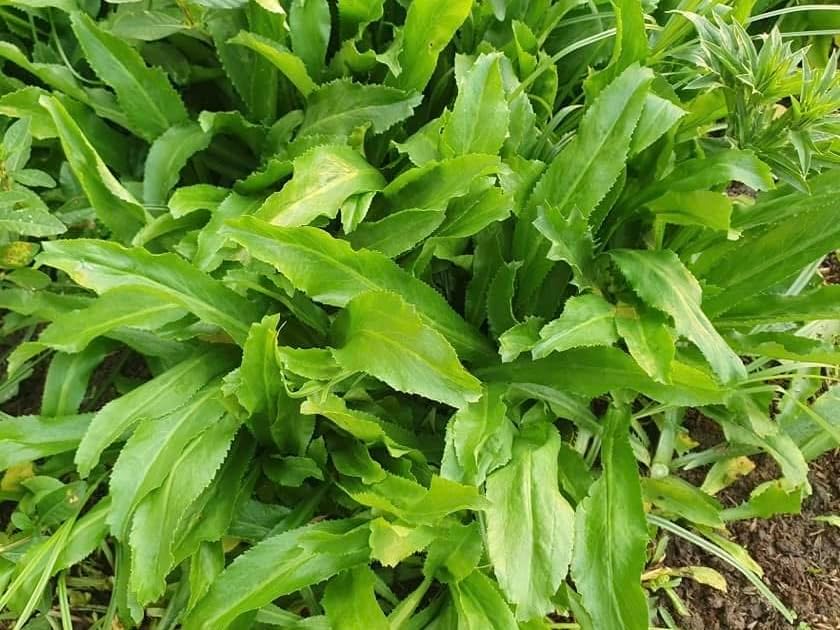 3500+ Culantro Seeds – Ngò GAI – Sawtooth Herb – Mexican Coriander – Long Coriander – Recao – Fitweed Seeds – Premium, Non-GMO, Heirloom– Made in USA, Vegetable for Yard & Garden Planting - Image 4