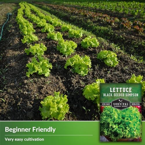Black Seeded Simpson Lettuce Seeds – Survival Garden Seeds (2 Packs) - Image 3