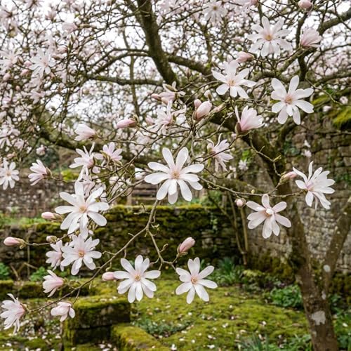 White Magnolia Flower Tree Live Plant, Spring Bloom Tree, 2.5'' Pot - Image 6