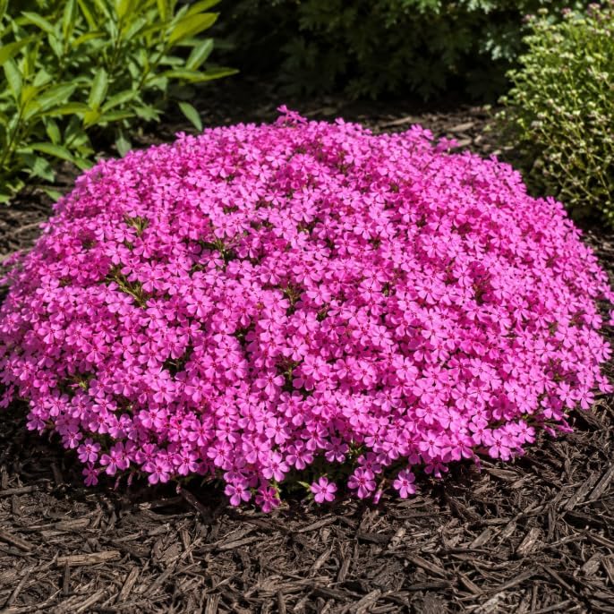 Pack of 3 Creeping Phlox Live Plants, Pink Phlox Ground Cover Plant for Banks, Rock Gardens, Walkways,4" Pot - Image 7