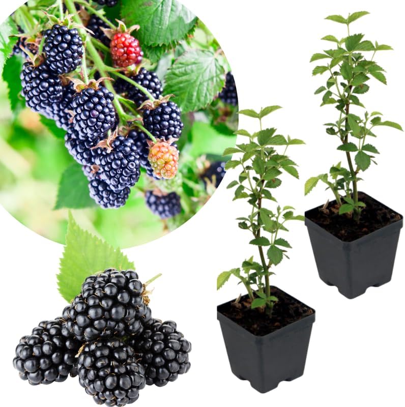 2 Chester BlackBerry Plants Live for Planting, High Yielding, Sweet Juicy Berries for Your Garden, 4-6" in Tall, Cold Hardy, Dormant in Winter, No Pot by Unknown
