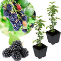 2 Chester BlackBerry Plants Live for Planting, High Yielding, Sweet Juicy Berries for Your Garden, 4-6" in Tall, Cold Hardy, Dormant in Winter, No Pot by Unknown