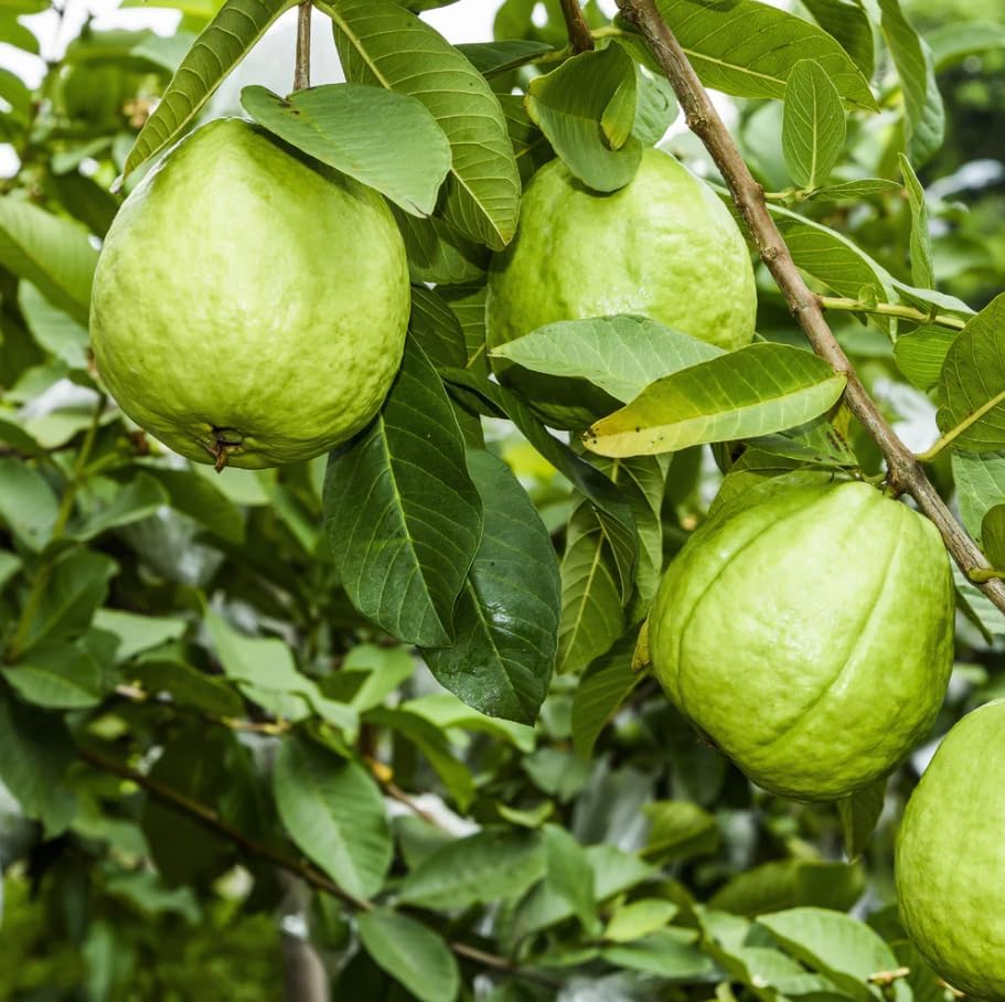 Live Red Guava Fruit Tree Sweet Guavas Plant Tropical Fruits Tree, Grow Outdoor, 5-10 Inch Tall in 4 Inch Pot - Image 5