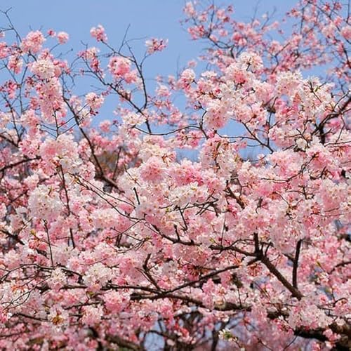 Light Pink Cherry Blossom Tree, Ornamental Plant Live, 6-12" Tall, in Pot - Image 2