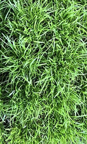 Centipede Grass Plug Tray 100 Count | EZ Plug 50 Grass Plugs Per Tray - Image 4
