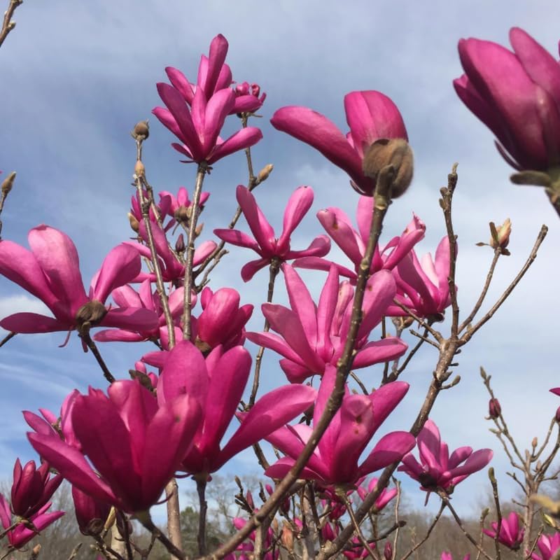Ann Magnolia Flower Tree, Hardy Ornamental Flowering Plant, Gallon Pot - Image 2