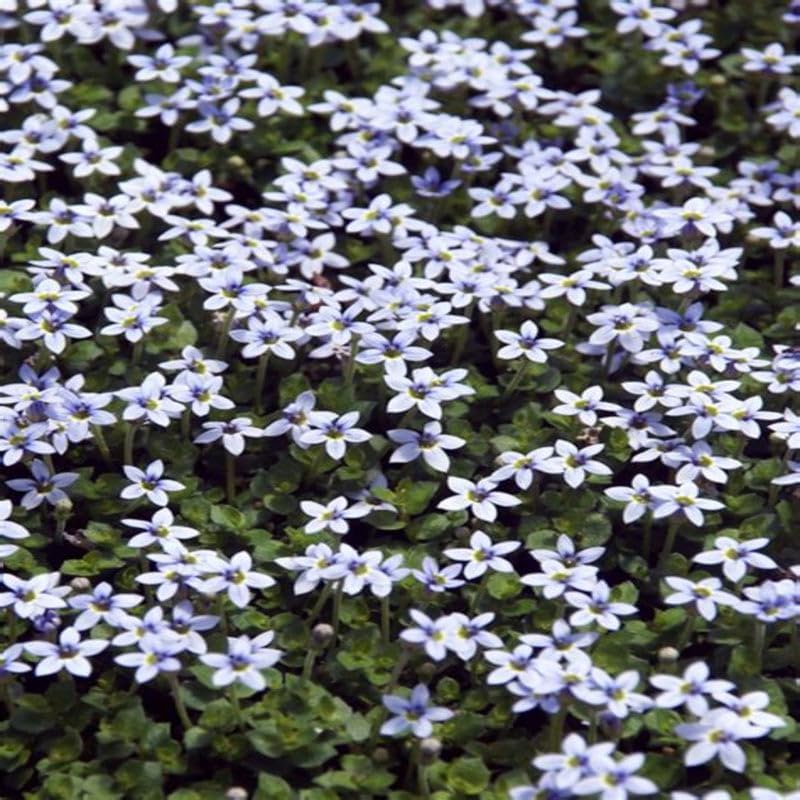 Laurentia Fluviatilis ‘Blue Star Creeper’ – Low-Growing Ground Cover with Soft Blue Flowers, Carpet-Forming Perennial for Pathways & Garden Beds (3.5" Pots/Flats of 18) - Image 4