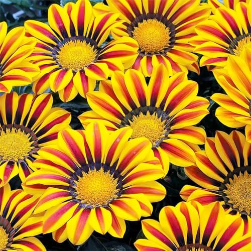 300+ Perennial Gazania Rigens Flower Seeds for Planting - Drought-Tolerant Ground Cover, Ideal for Rock Gardens & Borders, Attracts Pollinators, Low-Maintenance - Image 3