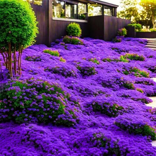 16,000 Creeping Thyme Seeds - Non-GMO Heirloom, Easy Growing Drought Tolerant Low Maintenance, Perennial Aromatic Ground Cover for Garden & Landscaping Outdoor Planting - Image 3