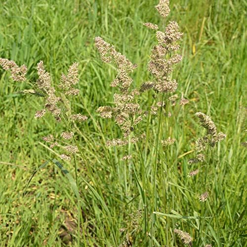 Outsidepride Grazer Orchard Pasture Grass Seed - 5 Lbs. Perennial, Drought & Shade Tolerant, Winter Hardy Fescue Seed for Hay, Grazing, Silage, Greenchop, Goat Feed, & Lawn Use - Image 2