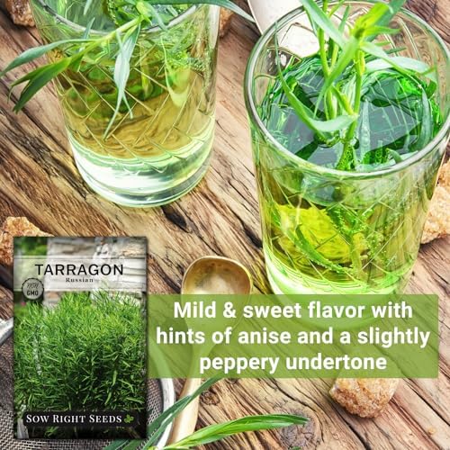 Sow Right Seeds - Russian Tarragon Seed for Planting Perennial Herbs 2pk - Image 3