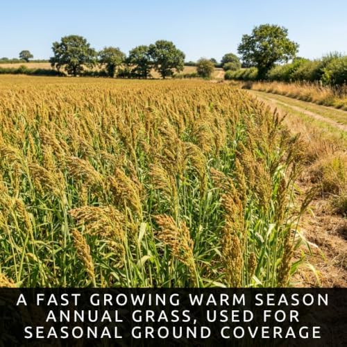200 Brown Top Millet Seeds | Warm Season Grass Seeds for Planting - Image 2