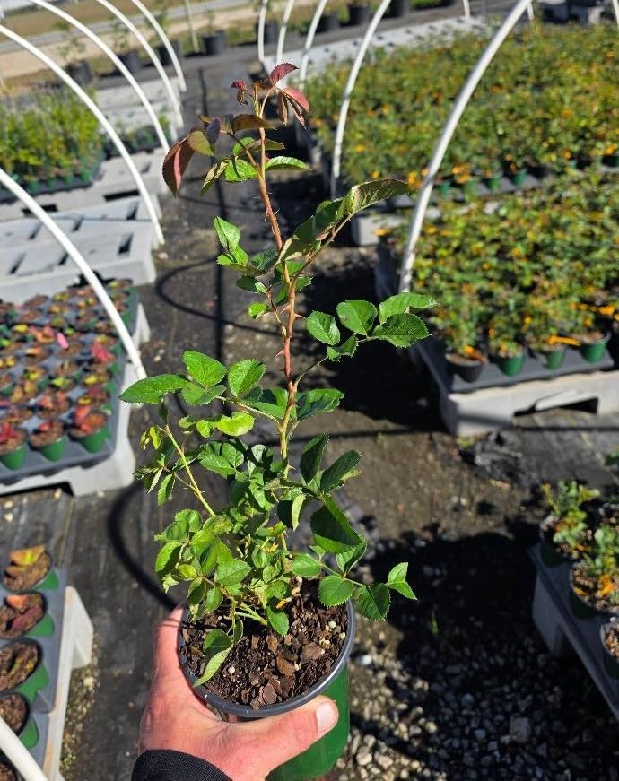 Joseph's Coat Climbing Rose - Live Plant - (1 QT) - Image 4