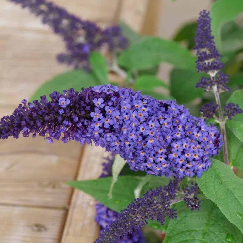 2 Light Blue Buddleia Live Plants, Flower Shrub, 4-9 Inch Tall - Image 3