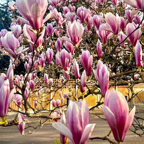 Saucer Magnolia Live Plant, Ornamental Tree, 6-12 Inch Tall, 2.5 Inch Pot - Image 2