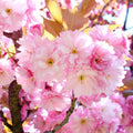 Kwanzan Cherry Blossom Plant, 8-12" Tall Cherry Blossom Live in Pot by UIOTER