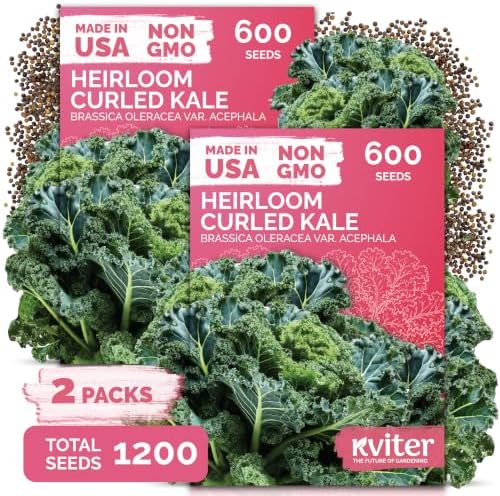 1,200 Vates Blue Scotch Curly Kale Vegetable Seeds, Brassica Oleracea by KVITER