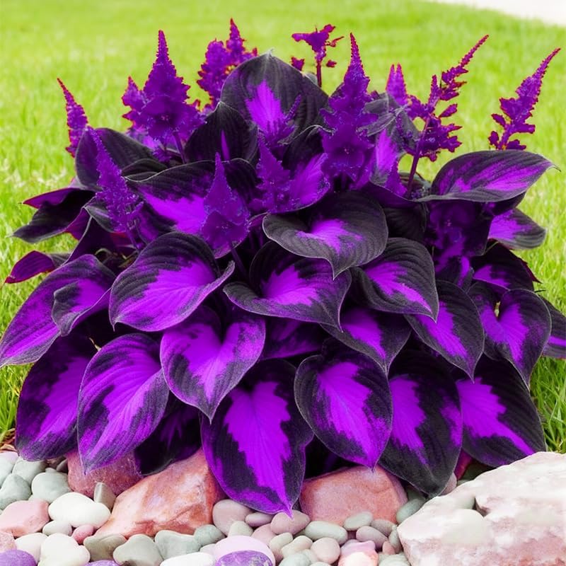 315+ Perennial Mix Color Hosta Seeds for Planting in Outdoor Garden - Shade Tolerant Plant Seeds,Ideal for Borders & Containers - Image 3