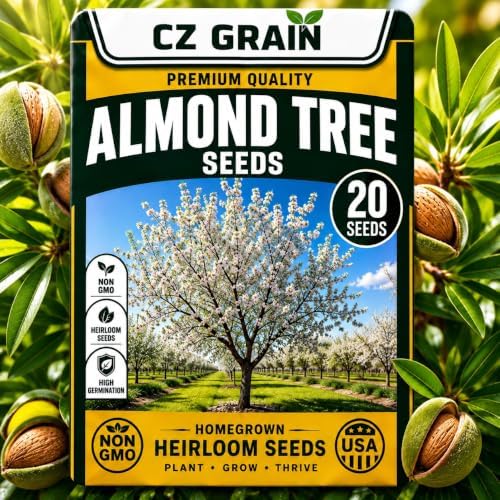 20 Almond Tree Seeds | Prunus Dulcis Edible Nut Tree Seeds for Planting by CZGrain