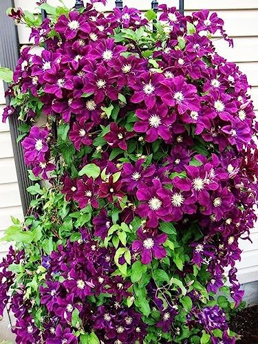 Mixed Clematis Seeds Flower Vine Perennial Flower 20 Pcs Seeds - Image 3