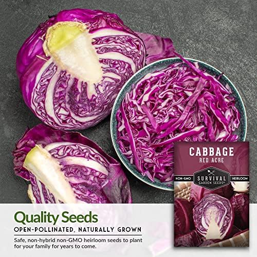 Red Acre Cabbage Seeds for Planting – Survival Garden Seeds (2 Packs) - Image 3