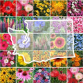 Eden Brothers Washington Wildflower Mixed Seeds for Planting, 1 oz by EdenBrothers