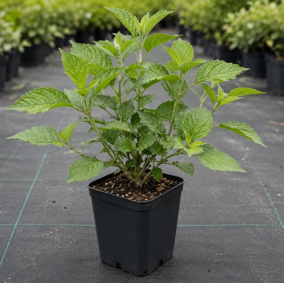 American Beautyberry Bush Live Plant, Callicarpa Americana, Vibrant Purple Berries, Ornamental Native Shrub, Starter Plant 8-12 Inch Tall in 4 Inch Pot - Image 5