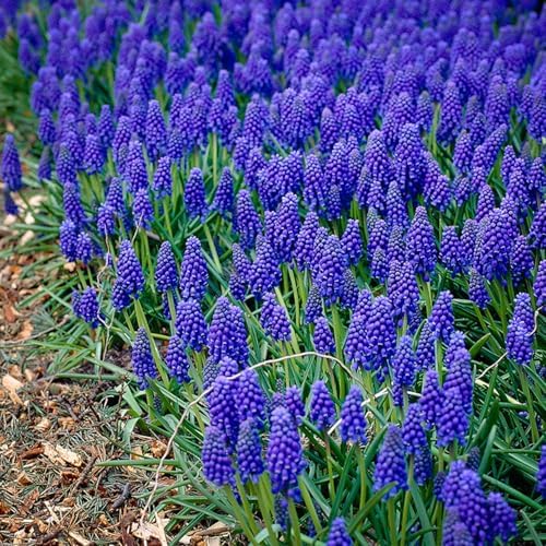 Garden State Bulb Muscari Grape Hyacinth Flower Bulbs, 8/9cm, Fragrant (Bag of 100) - Image 6