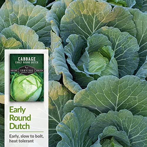 Early Round Dutch Cabbage Seeds - Survival Garden Seeds (2 Packs) - Image 4