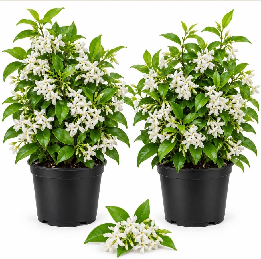 Set 2 White Star Jasmine Live Plants, Fragrant White Flowering, Jasmine Flowers Vine Plants for Home Garden 4-6 Inch Tall, No Pot by Unknown