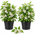 Set 2 White Star Jasmine Live Plants, Fragrant White Flowering, Jasmine Flowers Vine Plants for Home Garden 4-6 Inch Tall, No Pot by Unknown
