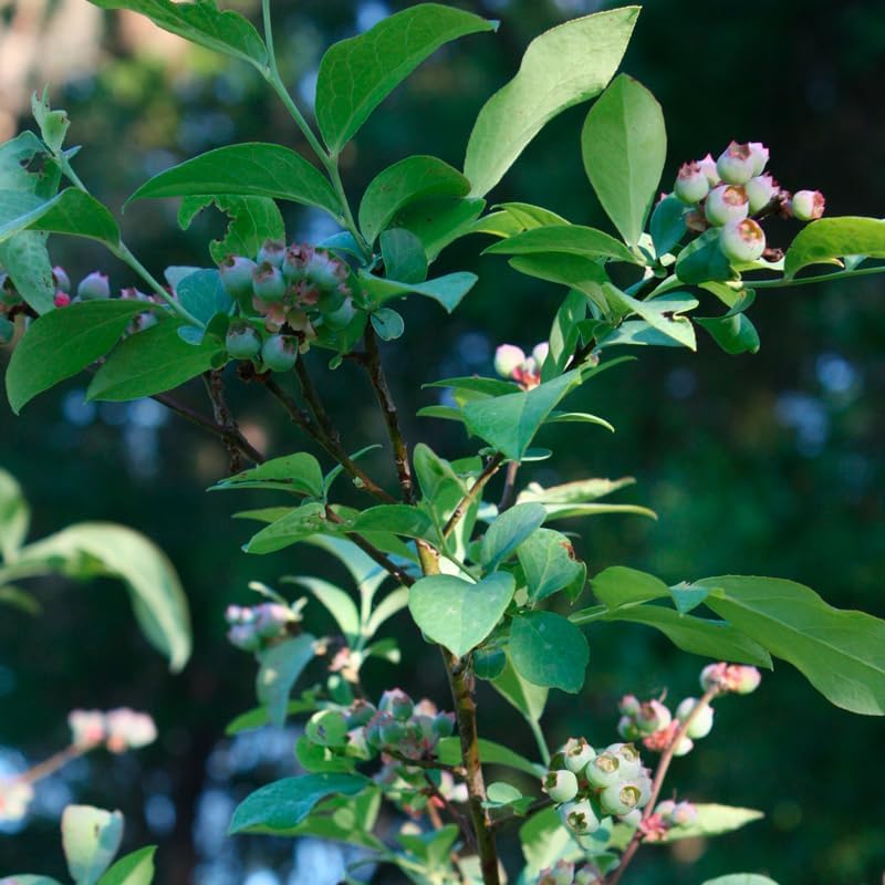 Fam Plants Live Blueberry Biloxi Plant (4 Pack) Southern Highbush Berry - Image 5