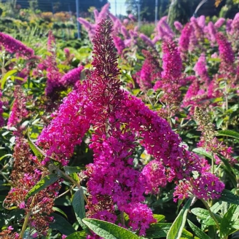 Raspberry Butterfly Bush Live Plant, 5-10 Inch Tall - Image 4