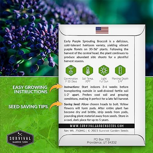Early Purple Sprouting Broccoli Seeds for Planting (1 Pack) - Image 2