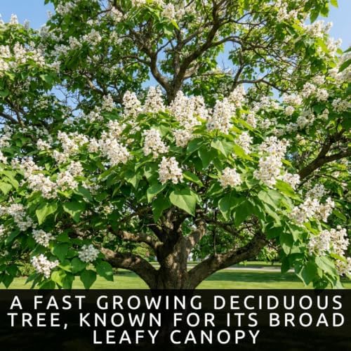 30 Catalpa Tree Seeds | Flowering Shade Tree Seeds for Planting - Image 2