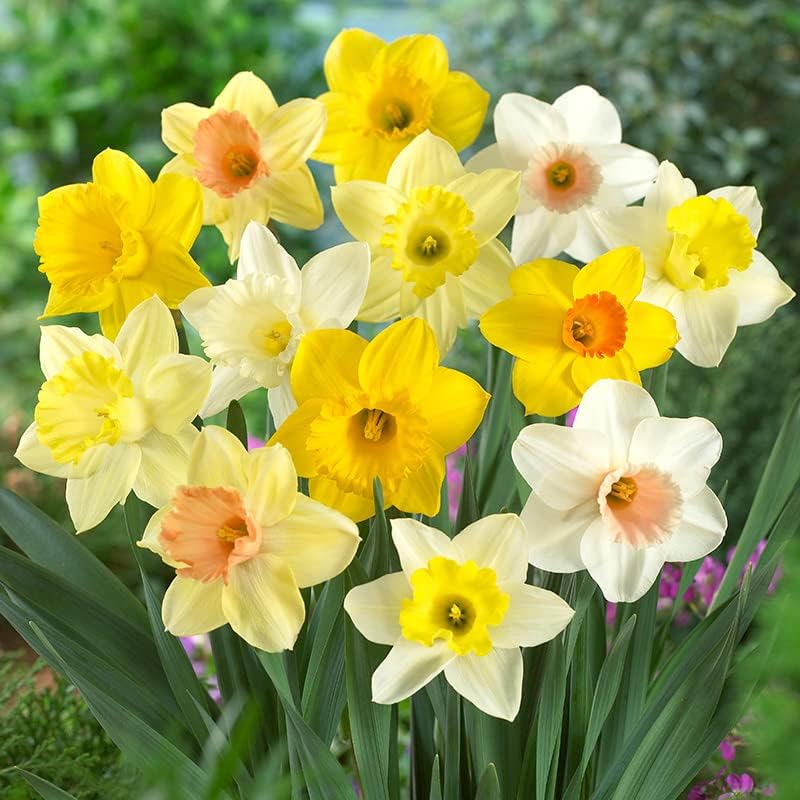 100 Narcissus Daffodil Mix Flower Bulb Box with Easy Carry Handle - White & Yellow Colors - Weeks of Easy to Grow Flowers - Plant in Gardens, Containers & Flowerbeds - Planting Instructions Included - Image 5
