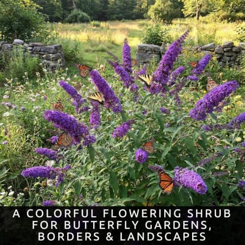 Butterfly Bush Seeds for Planting | 100 Seeds | Buddleja Flower Shrub - Image 5
