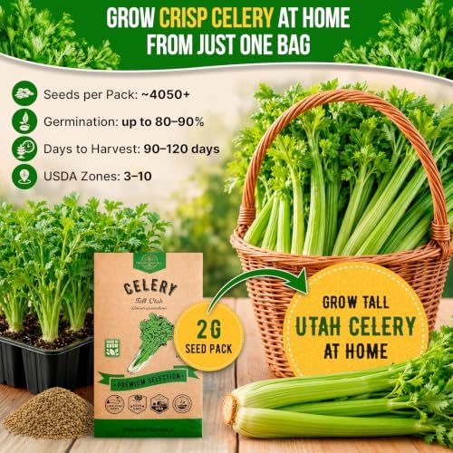 Tall Utah Celery Seeds Pack 2 G - Over 4,050 Non-GMO Heirloom Celery Seeds for Planting Vegetables in Individual Seed Packet - Image 4