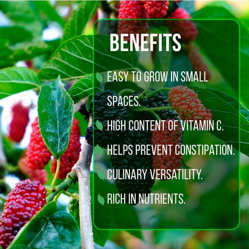 Mulberry Dwarf Everbearing Plant (4 Pack) | Real Live Fruit Plants for Sale| Easy to Grow Live Plants for Organic Gardens | Ideal for Home Gardens, Organic Landscaping, and Indoor or Outdoor Planting. - Image 6
