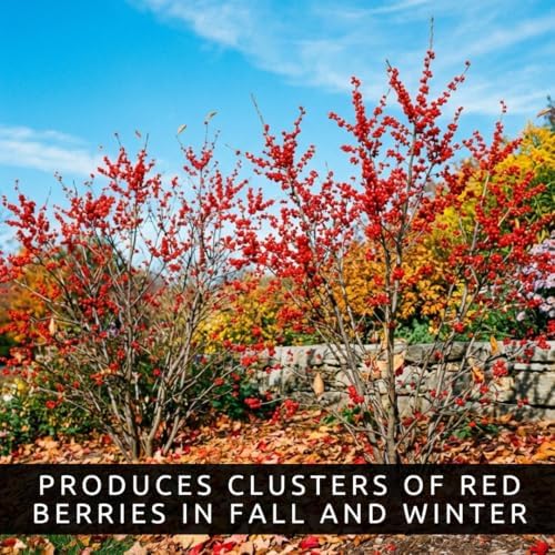 3 Winterberry Holly Plants for Growing (Ilex verticillata) Live Shrubs | Brilliant Red Winter Berries | Native Deciduous Holly for Landscaping & Wildlife (3 Plants) - Image 3