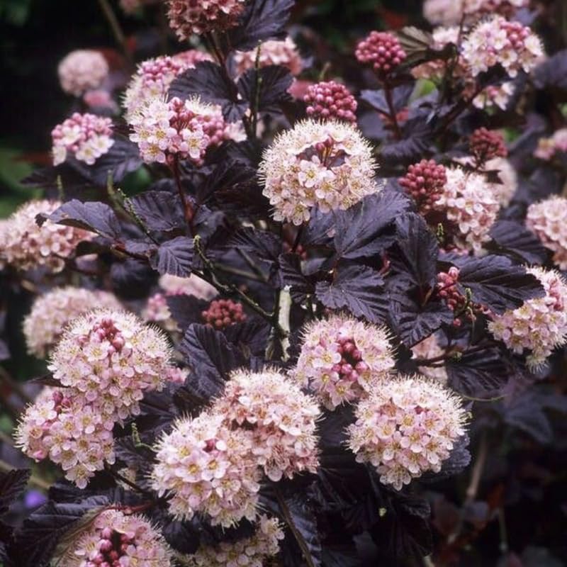 2 Ninebark Shrub Live Plant, 12-18 Inch Tall in 2.5 Inch Pot, Well-Rooted Starter, Hardy Flowering Deciduous Plant for Backyard and Garden - Image 5