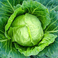 Mountain Valley Seed Co Cabbage Seeds Copenhagen Market 1 Oz ~6,500 Seeds by MountainValleySeedCompany